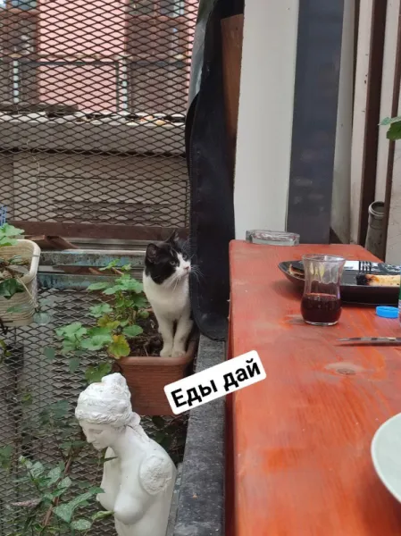 Утренний завтрак с видом на кота и греческую богиню