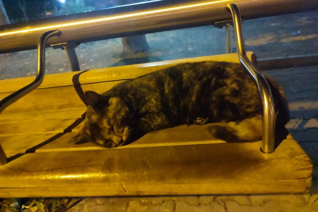 Котик устал ждать автобус