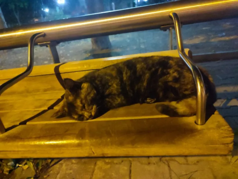 Котик устал ждать автобус