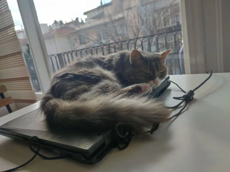 Котики и гаджеты: как коты любят технику