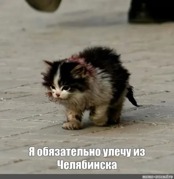 Когда рейс из Челябинска в Москву перенесли, а ты кот, который очень хочет уехать