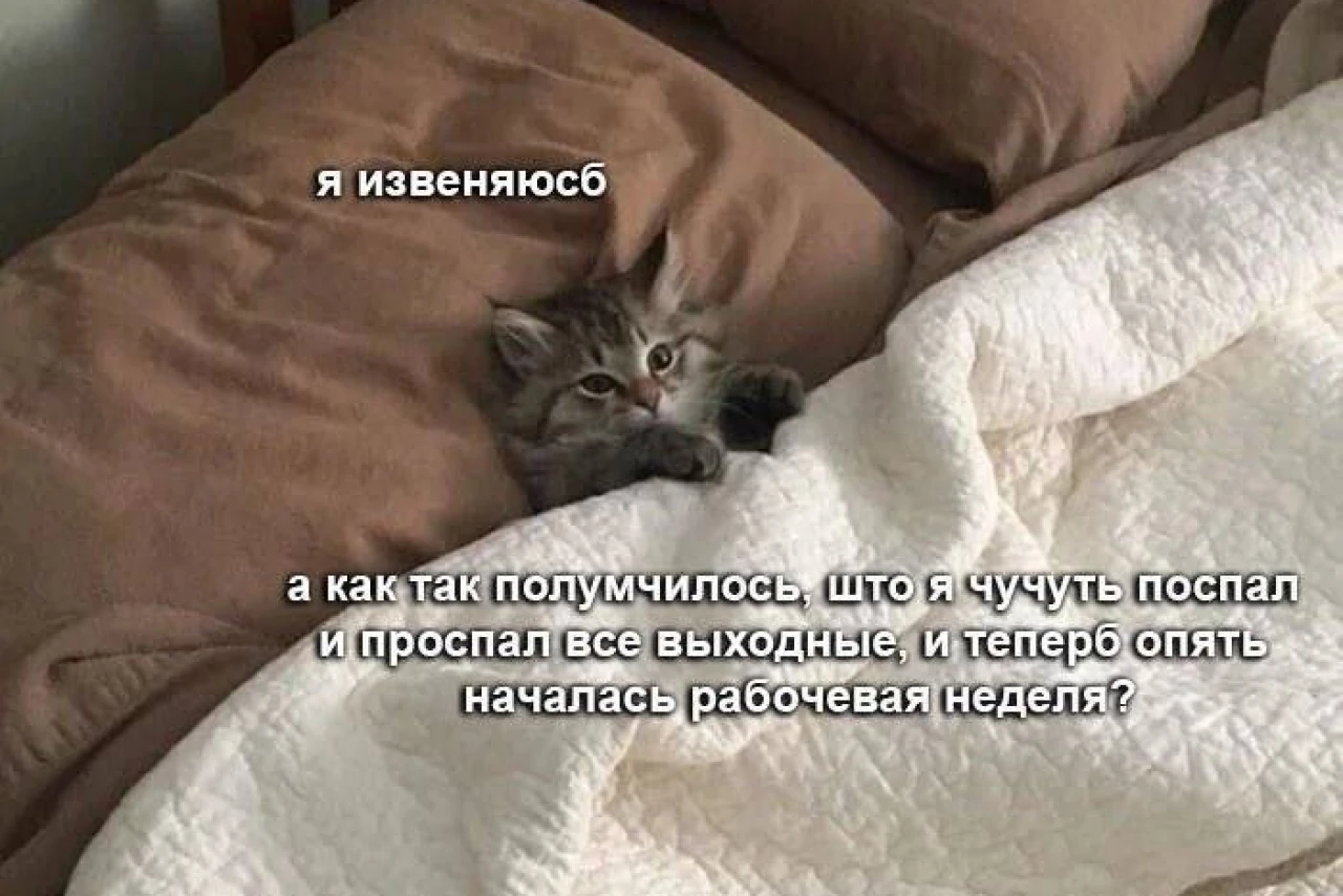 Когда проспал все выходные, а началась рабочая неделя: кот-совесть