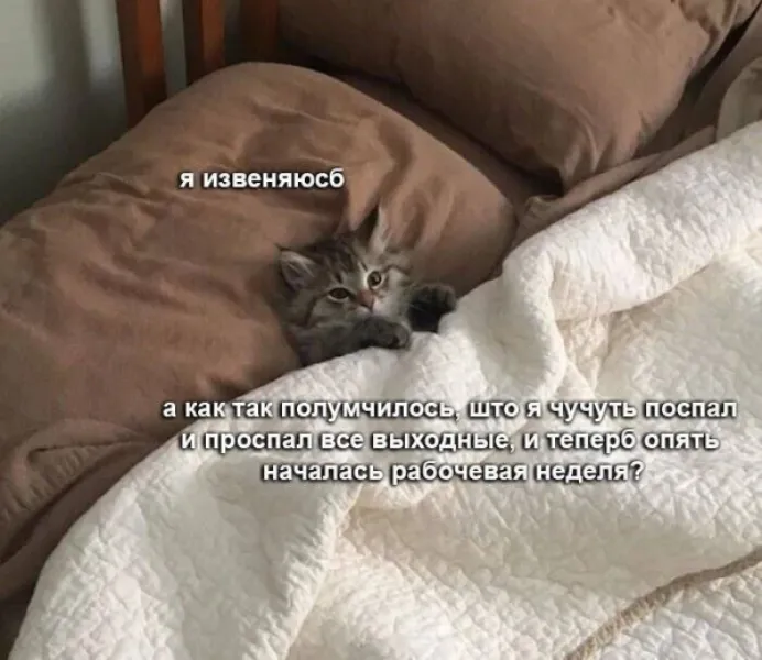 Когда проспал все выходные, а началась рабочая неделя: кот-совесть