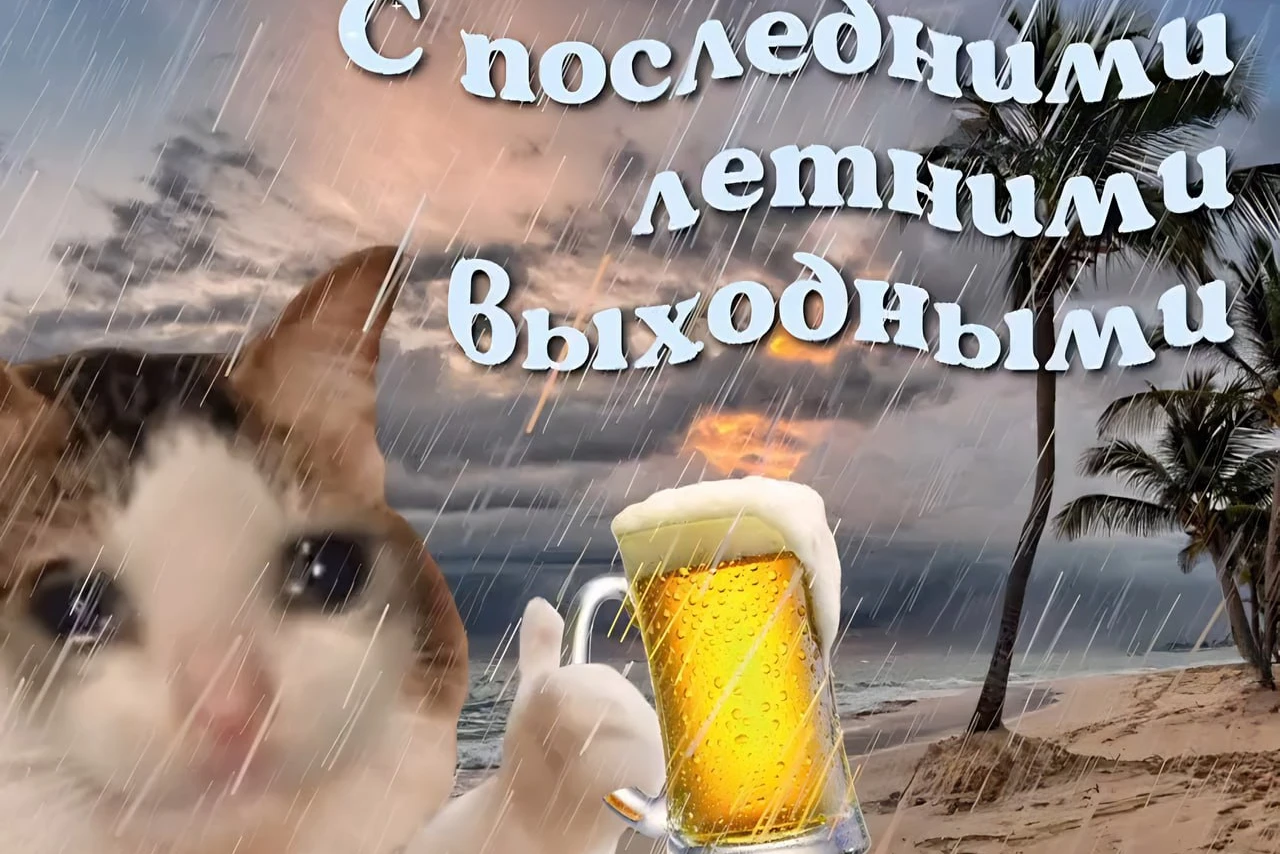С последними летними выходными: грустный кот с пивом под дождем