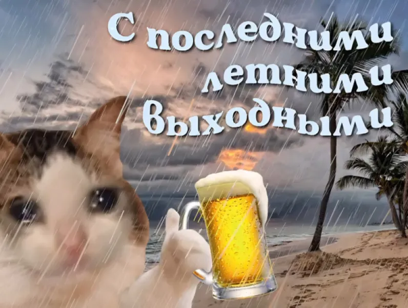 С последними летними выходными: грустный кот с пивом под дождем