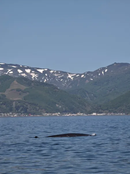 Морской круиз на Хоккайдо: как увидеть косаток и кашалотов в Раусу